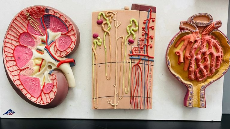 Anatomisk undervisningsmodell av en njure i genomskärning, med nefron och glomerulus bredvid.